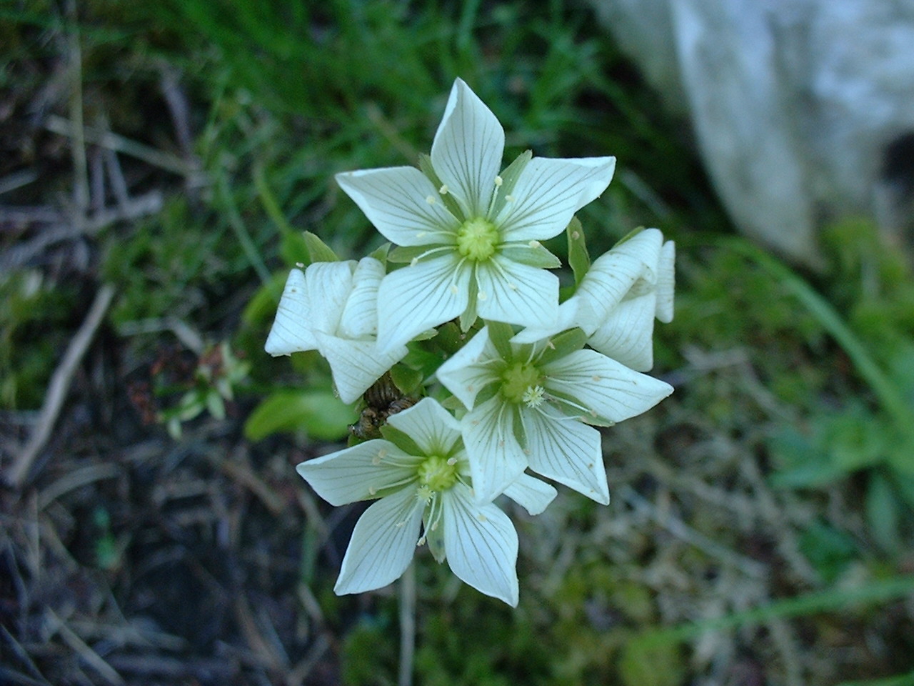 Dionaea muscipula